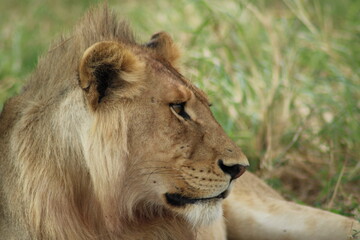 Fototapeta na wymiar Lion 2