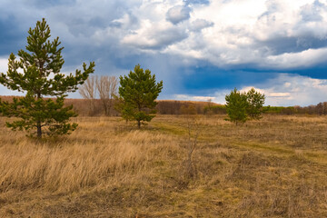 Trees in the meadow under the clouds