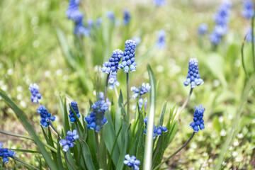 background of green grass and flowers of lupines.