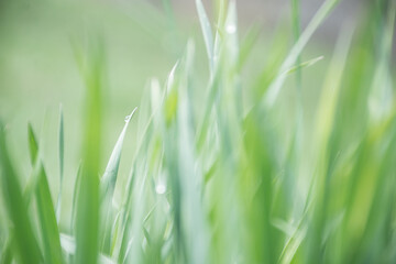 texture of fresh green grass