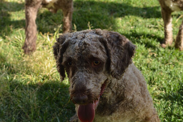 perro de agua español de pura raza