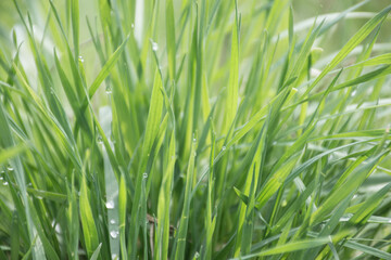 natural grass texture background