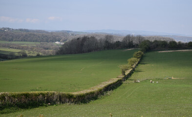 Countryside field with hedge and shadows in Vale of Glamorgan, South Wales, UK