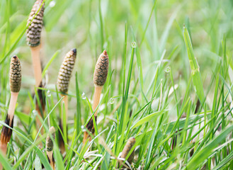 natural grass texture background