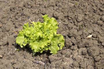 insalata fresca biologica