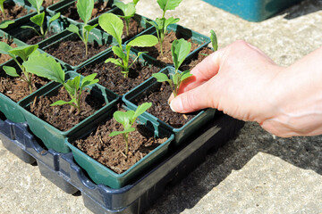 A Gardener Planting Delicate Plants In To Seeding Pots