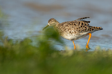 A ruff (Philomachus pugnax)