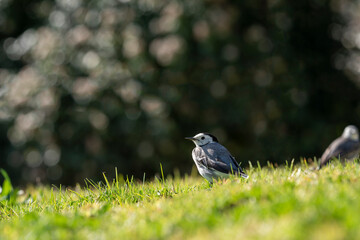 A small bird, White wagtail (Motacilla alba), walking on a green lawn.
