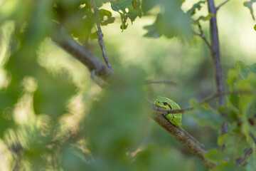 European tree frog resting on a green blackberry leaf with green background