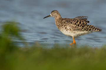 A ruff (Philomachus pugnax)