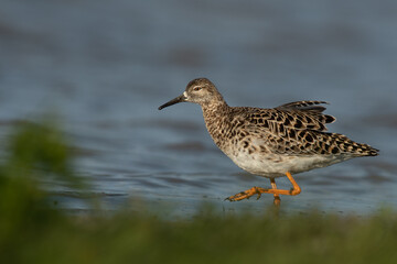 A ruff (Philomachus pugnax)