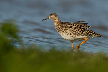 A ruff (Philomachus pugnax)