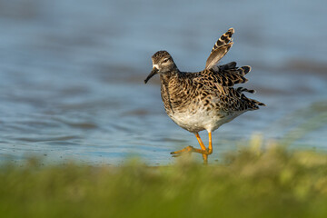 A ruff (Philomachus pugnax)