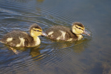 two young yellow-brown ducklings swim on the water