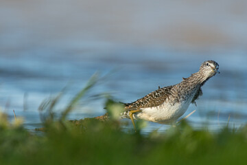 A wood sandpiper (Tringa glareola)