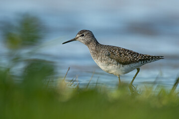 A wood sandpiper (Tringa glareola)