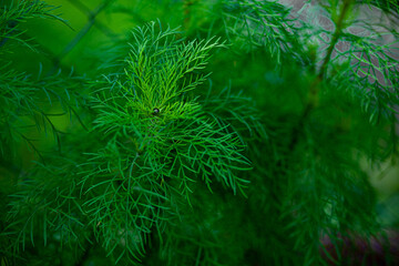 young large and juicy greens of dill in a garden bed on a sunny day on a blurred background