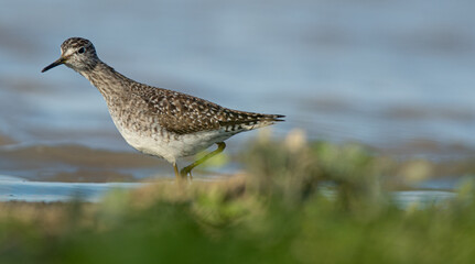 A wood sandpiper (Tringa glareola)