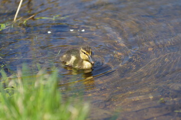 young yellow-brown duckling swim on the water