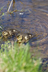 two young yellow-brown ducklings swim on the water