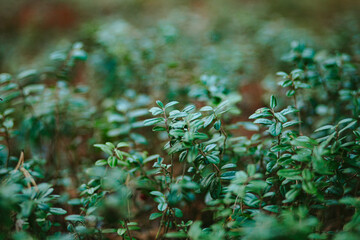 forest lingonberry leaves on a blurred background in the forest on a warm day