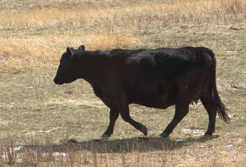 Side view of black cow walking toward water tank.