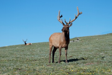 bull elk in grassy field