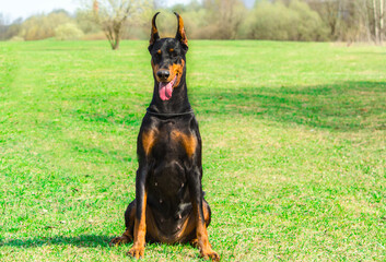 Doberman on the sunny meadow where walking and training