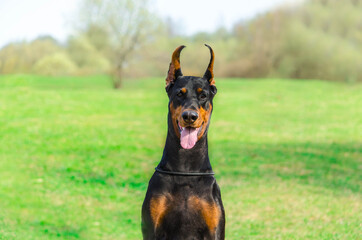 Doberman on the sunny meadow where walking and training