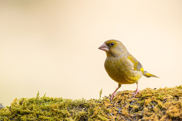 A european greenfinch (Chloris chloris)