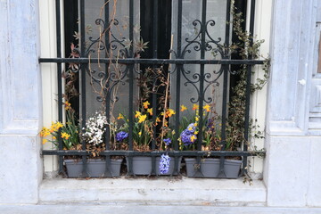 Fototapeta na wymiar Amsterdam Canal House Window Close Up with Nice Window Grill and Yellow, Blue and White Bulb Flowers in Pots