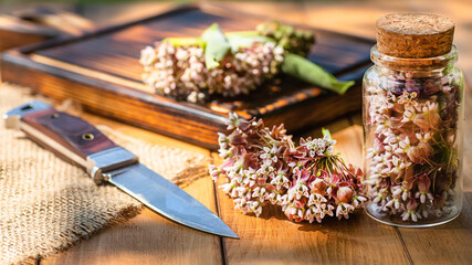 Virginia silkweed Collected flowers in transparent bottle with a cortical cork. And fresh inflorescences butterfly flower, silkweed, silky swallow-wort, Asclepias in wooden dish on table.