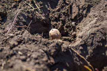 First early seed potatoes with sprouts or with tubers planted in prepared row of fine prepared soil . Fresh potatoes lie in hole bed mud. Shine of sun.