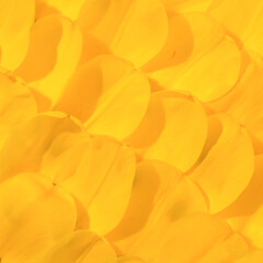Yellow tulip petals on bright summer day. Spring flower background.
