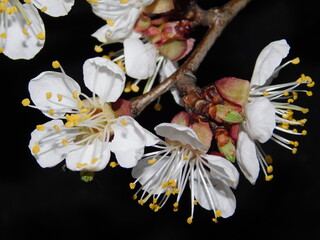 spring, branch of blossoming apricot