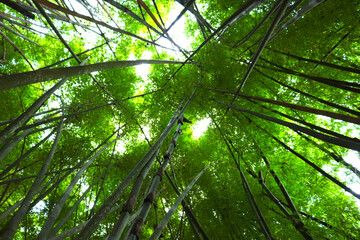 Obraz na płótnie Canvas green bamboo forest