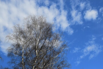 Obraz na płótnie Canvas The crown of a birch in the azure sky