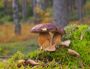 grzyb jadalny © Marek