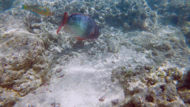Big Redlip parrotfish (Scarus rubroviolaceus) on a bleached coral reef in Hanauma Bay, Hawaii. Slow motion