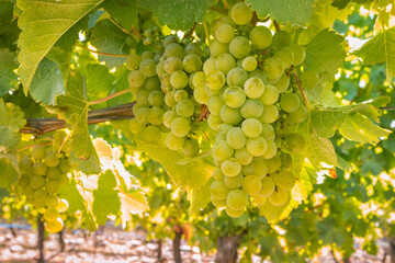 bunches of ripe Sauvignon Blanc grapes hanging on vine in vineyard at harvest time