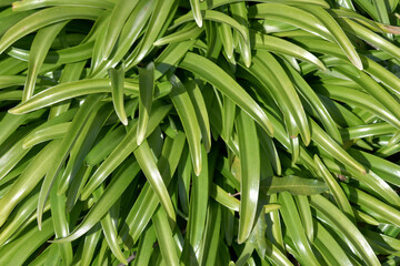 ショウキズイセン　葉模様