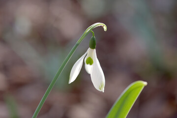 Obraz premium スノードロップ