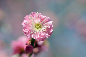 ピンクの梅の花