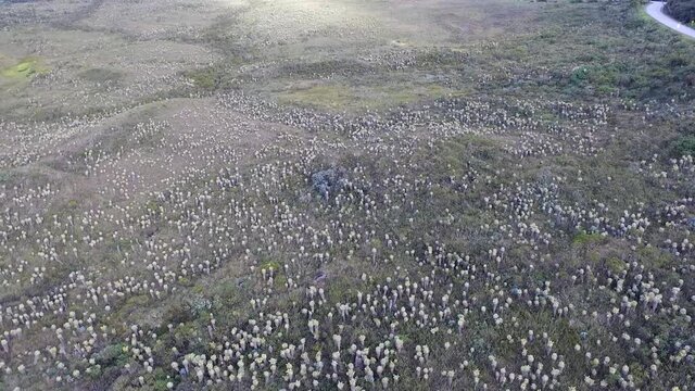 Frailejones en el Paramo en el Cauca, Colombia