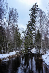 Obraz premium Spruce tree bend over forest creek, Northern Scandinavia, winter