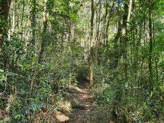 Trail Through the Woods