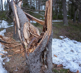 Close up of wind broken spruce tree laying in forest, Northern Scandinavia