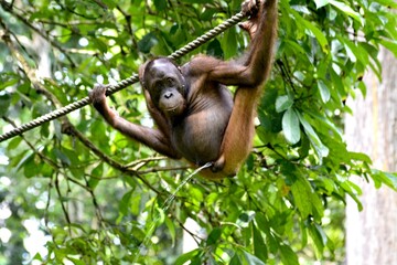 orangutan hanging on a tree