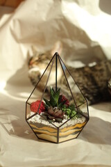 RUSSIA, Saint-Petersburg: 4.04.2021 - Cute cat laying close to florarium with succulent plants on white background. Small garden with miniature cactuse. Home indoor plants.