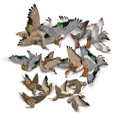 oiseau, bécassine des marais, bécasse des bois,  anard  ,pilet, sarcelle, siffleur, milouin, nature morte, la chasse, en vol, tiré, nature, ailes, faune, sauvage, chasseur, tué, animal, ciel, blanc, c